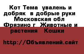 Кот Тема, увалень и добряк, в добрые руки - Московская обл., Фрязино г. Животные и растения » Кошки   